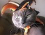 Kitteh Foll Pitties You