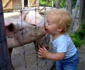 swine-flu-pig