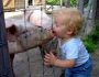 swine-flu-pig