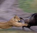 lion-300x135