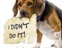 dog-ate-my-bible