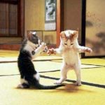 fighting_cats-300x274 fighting_cats-300x274