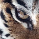 tiger tiger