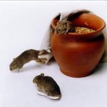 spontaneous generation of mice