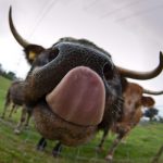 cow tongue Cow sticking his tongue out, hoping it doesn't get used as a Frisbee.