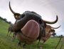 Cow sticking his tongue out, hoping it doesn't get used as a Frisbee.