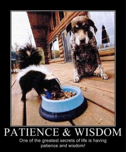 Patience, Wisdom, and Skunks